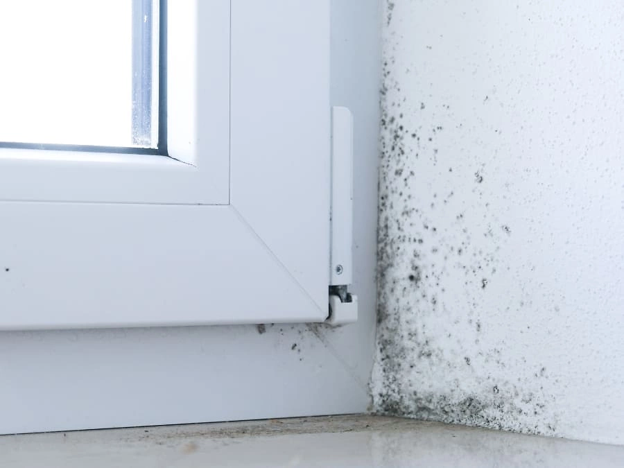 Schimmelbeispiel Foto 900x675 px