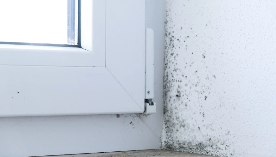 Von Schimmel befallene Ecke am Fenster