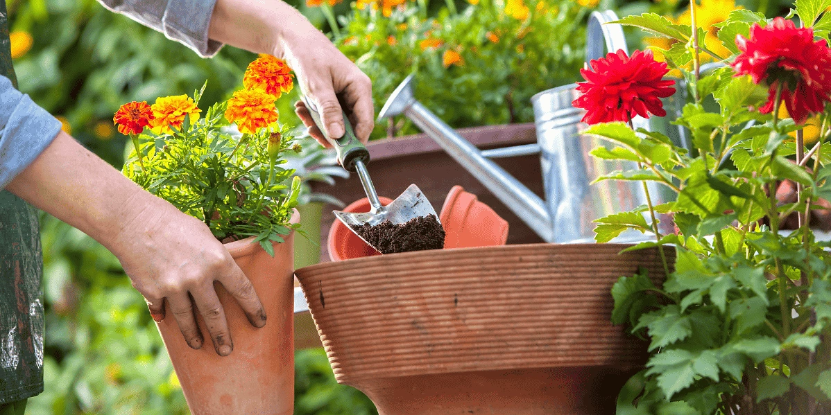 Gartenarbeit Umtopfen