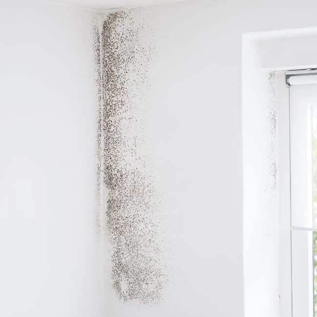 Schimmelbekämpfung 650x650 px