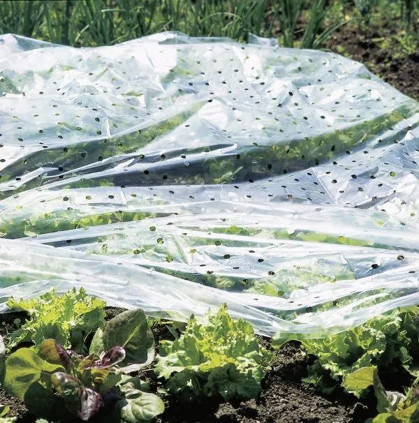 Fr&uuml;hbeet-Folie 10x1,5m 20&micro;m