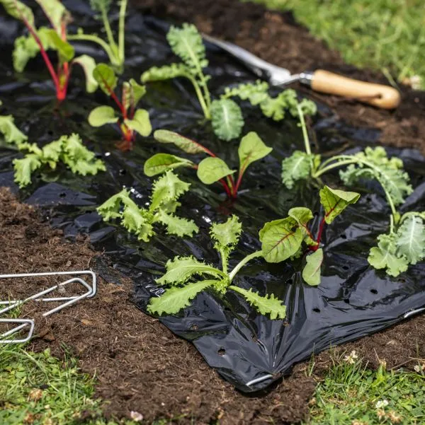 Mulch-Folie 10x1,2m 20&micro;m