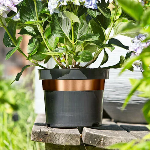 Schnecken-Abwehrband 5cmx6m